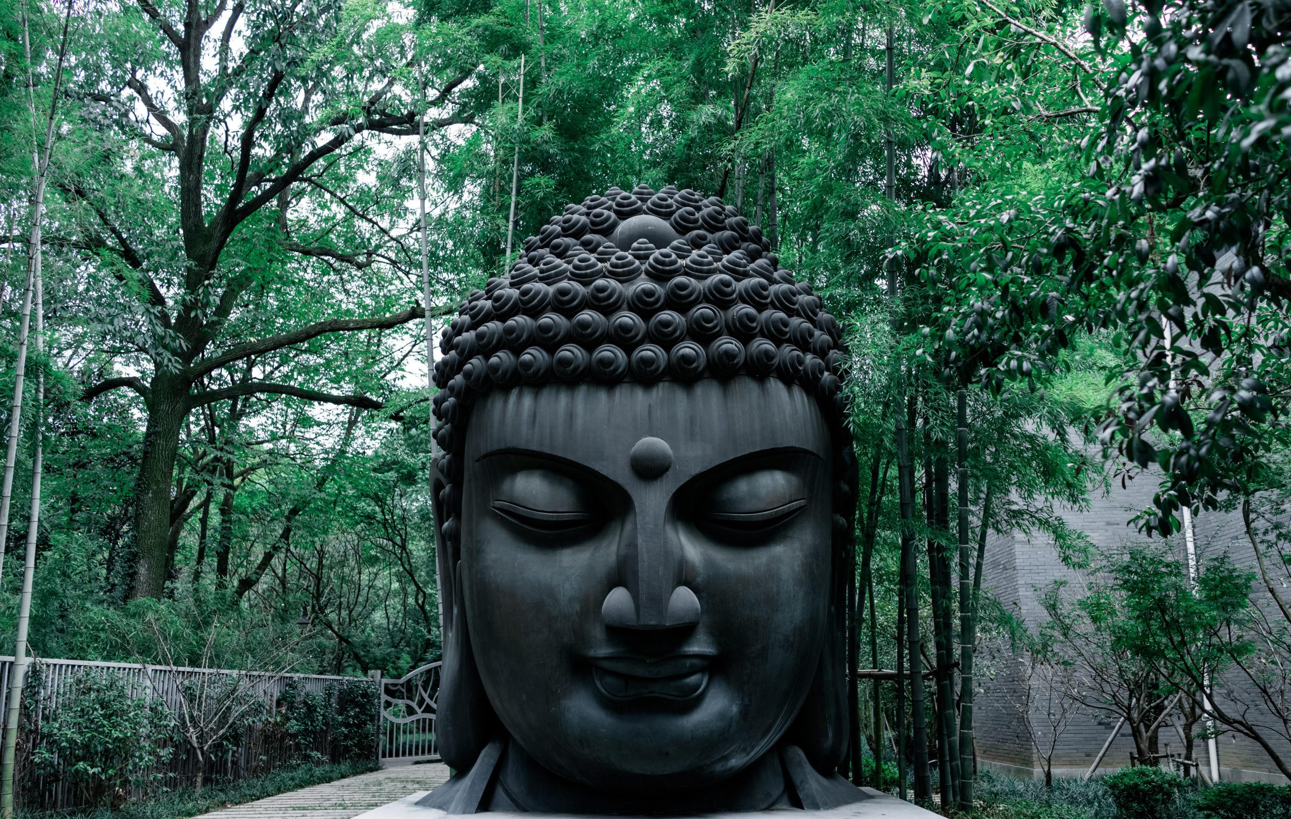 Будда земли. Будда под деревом Бодхи. Будда в лесу. Каменная голова Будды. Голова Будды в дереве.
